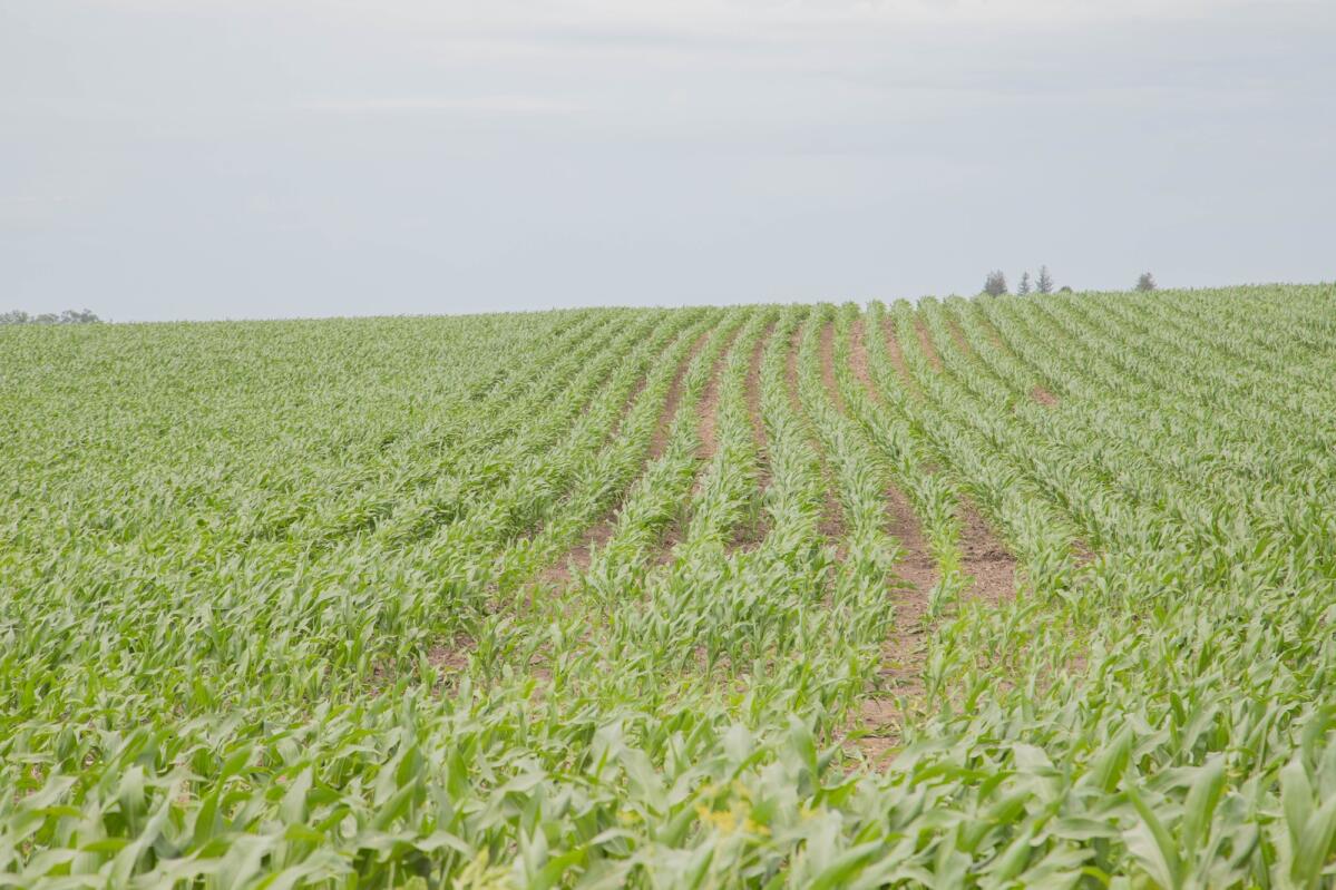 USDA release last $300 million for distressed farm loan borrowers